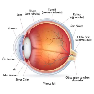 goz-anatomisi-3-goz-bosluklari-vitreus