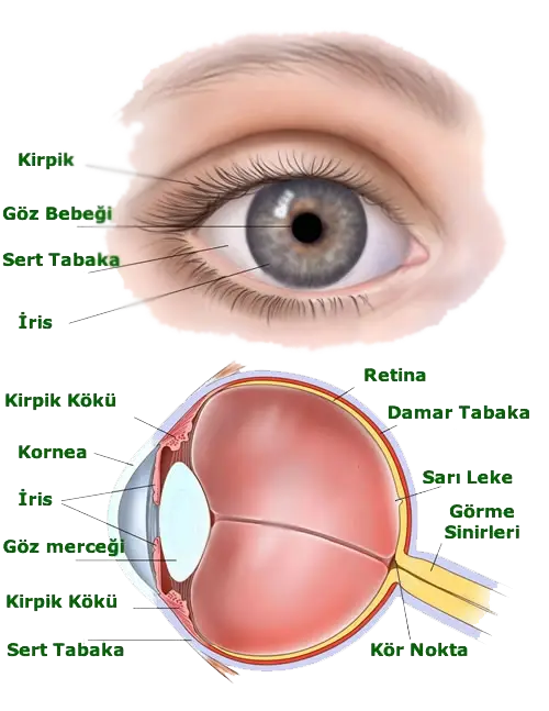 goz-bolumleri-01